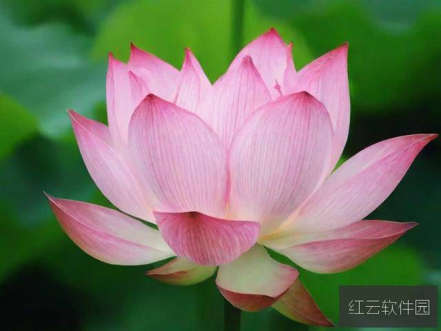 女人半夜莲花开是真是假？揭开民间传说的神秘面纱